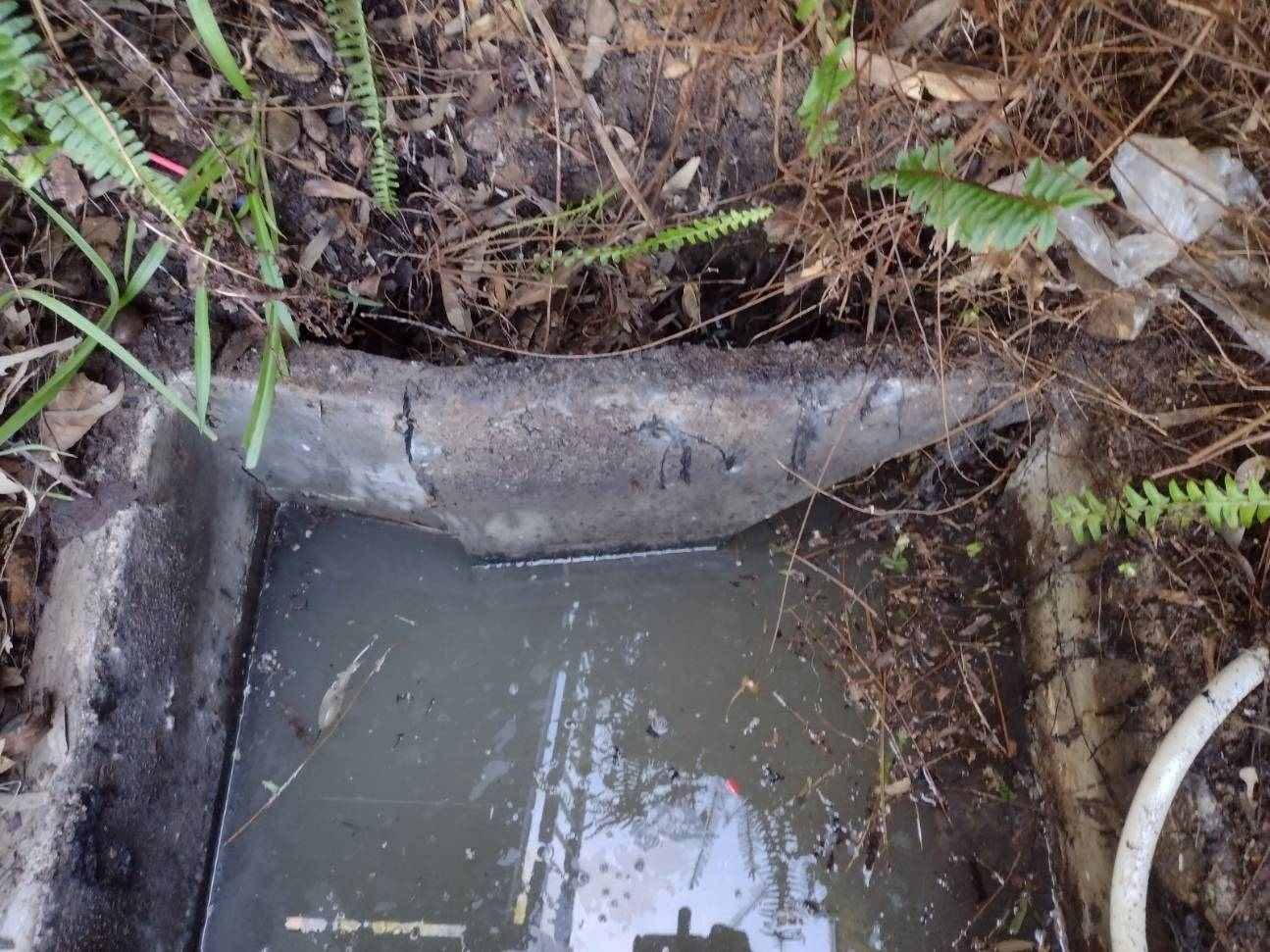 A concrete sewer pump pit with the top edge cracked and broken away, water pooled inside, surrounded by leaf litter and ferns